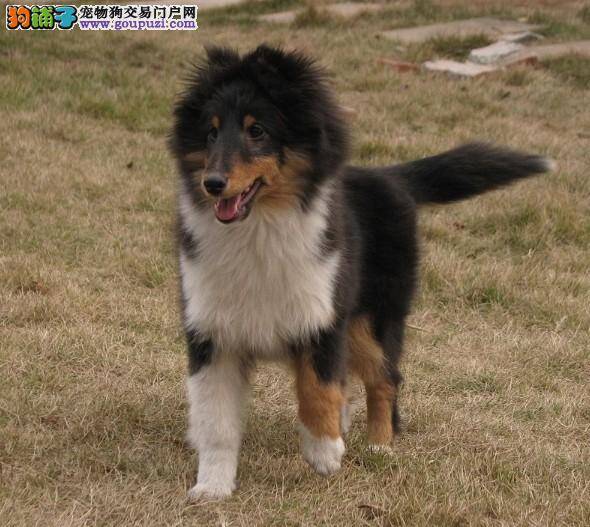 喜乐蒂犬在换毛期的饲养方法