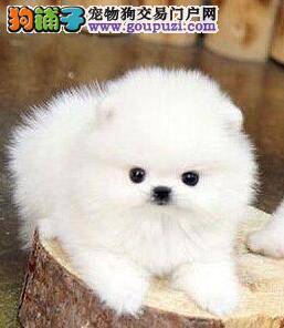 快四个月的博美犬有点干咳怎么办