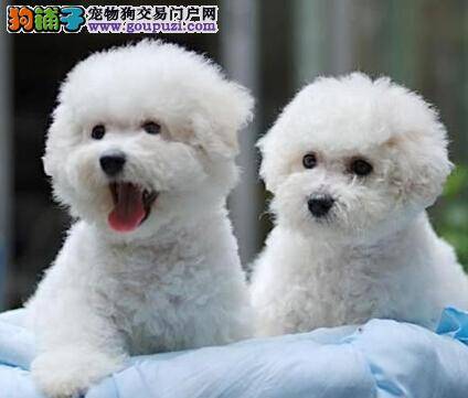 谈一谈定期给比熊犬梳洗毛发的重要性