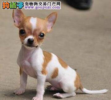 吉娃娃的智商高么？如何挑选聪明的吉娃娃