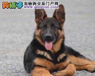 德国牧羊犬吐了，而且拉稀是怎么了