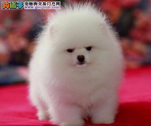 两个半月的博美犬严重掉毛，便便有血丝没事吧