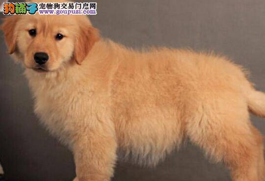 挑选金毛犬的时候我们要注意牙齿、齿龈、舌头是否健康