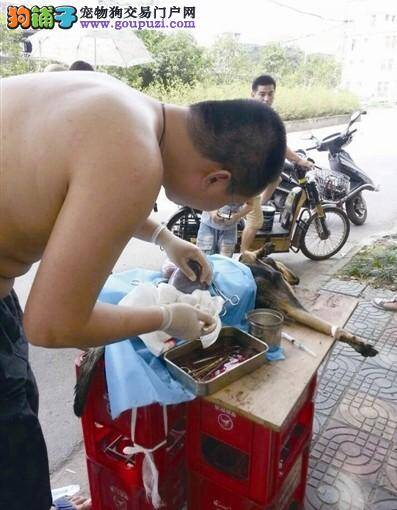 流浪狗街头难产 市民找来兽医对其进行剖腹产手术