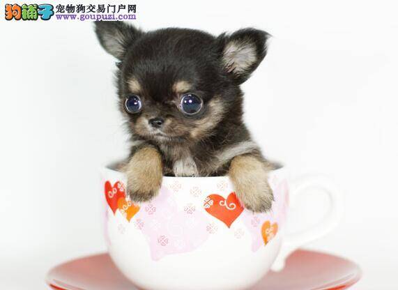 湿冷天气怎么给茶杯犬幼犬保暖