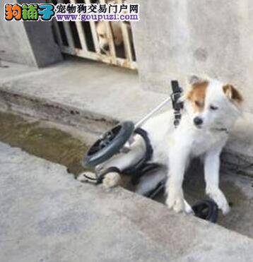 被弃的狗坚强重获新生 利用轮椅重新站立