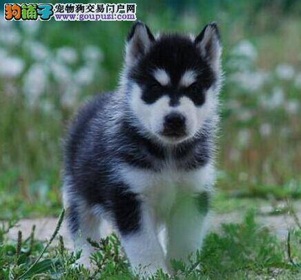 哈士奇最近几天大便带血是什么情况