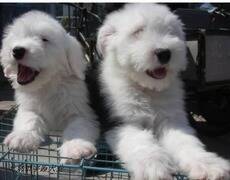 古代牧羊犬一直鼻塞应该怎么办