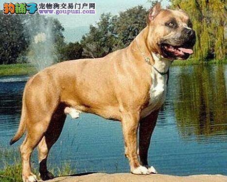 比特犬三个不正常的行为和表现的类型