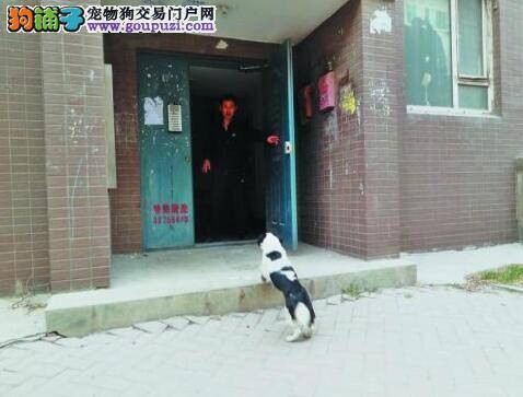 落难狗狗用自己的方式报答善良主人