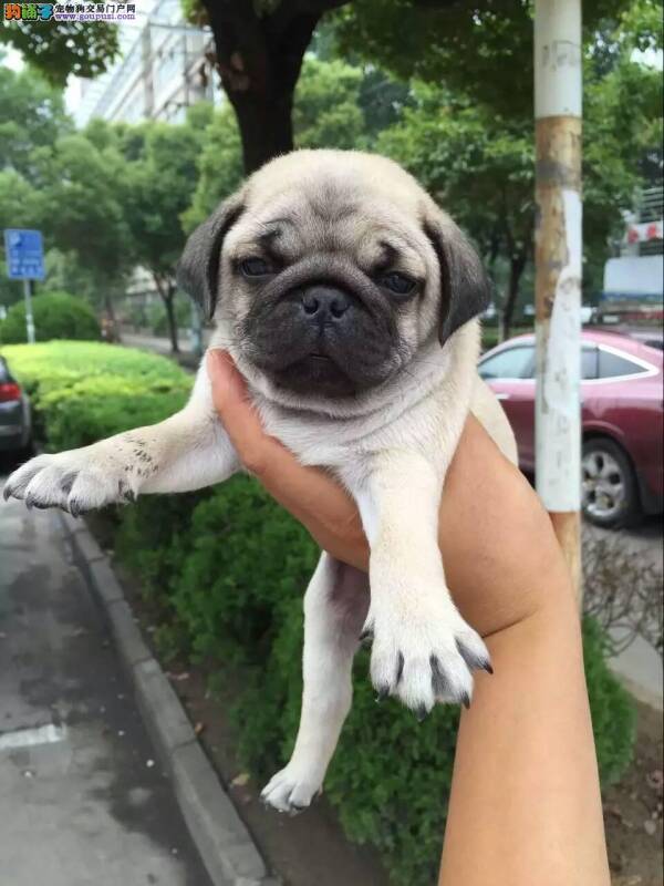 巴哥犬最近拉稀，便便里有虫子怎么办