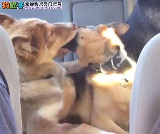 牧羊犬超热情法式热吻 无视同伴猛揪半小时