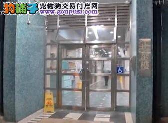 博美犬不听话，女狗主涉嫌虐狗