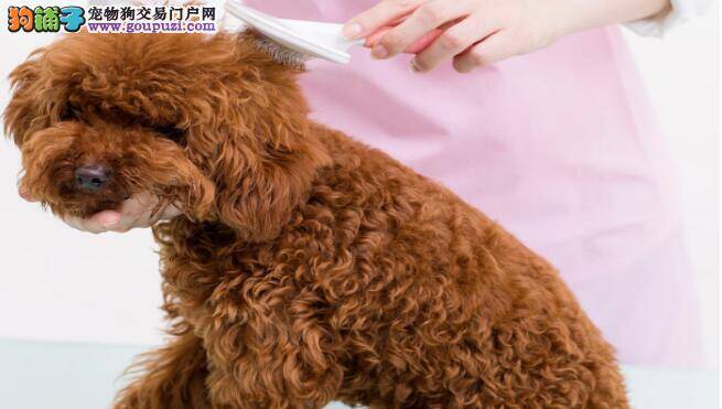 如何在家自己动手给泰迪犬美容