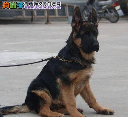 教训德国牧羊犬时被它咬伤了怎么办