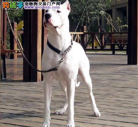 杜高犬的选择方式与判断它是否健康的方法
