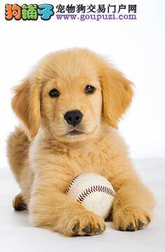 专家提醒科学饲喂金毛犬要了解的知识