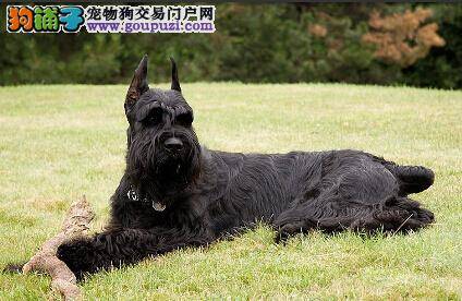 借鉴一下如何喂养怀孕期间的雪纳瑞