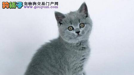 猫咪多拉的钢琴梦想