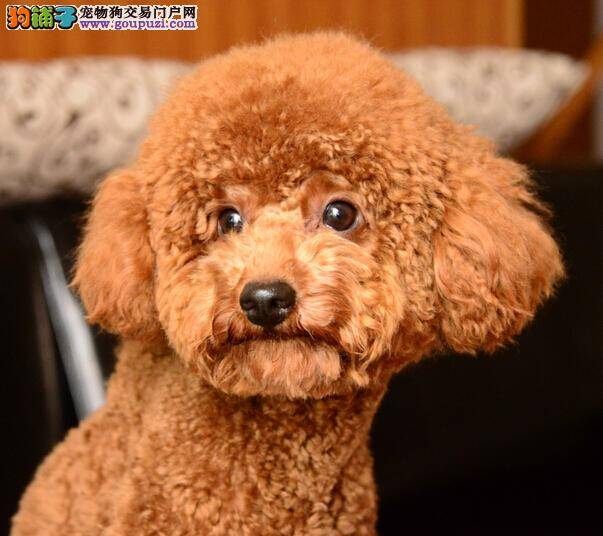 决定购买贵宾犬前要做好哪些心理准备
