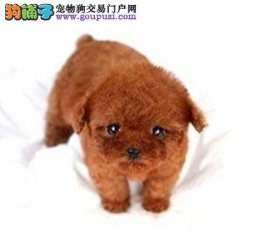如何掌握好泰迪犬幼犬的饮食规律