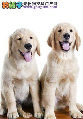 评价金毛犬的自身气质和特点有哪些