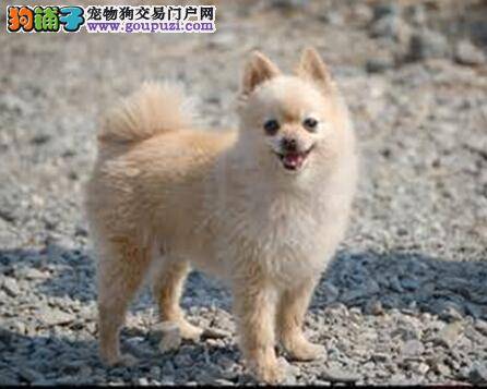 哪种最常见的零食对博美犬的健康有害处