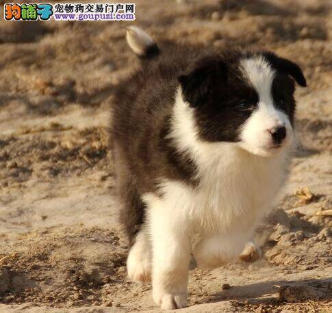 人工喂养边境牧羊犬需要注意什么事情