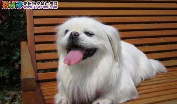 如何挑选健康的京巴狗幼犬 选购小京巴的方法