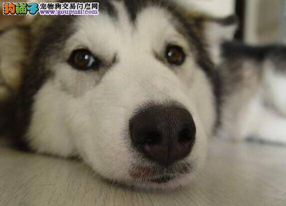 高手支招如何让哈士奇对我们“说”谢谢