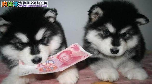 专家请指教 阿拉斯加雪橇犬总翻垃圾如何是好