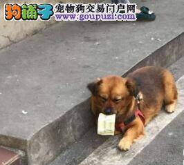 萌犬认识人民币 自己会叼钱买东西吃