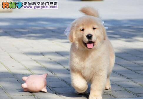 识别纯种金毛犬的4大方法