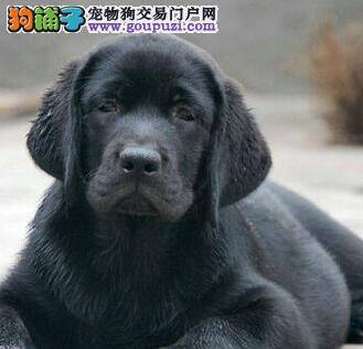如何从拉布拉多犬的状态看它的质量