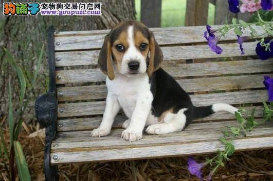 比格犬肚子上起很多红包，没事吧