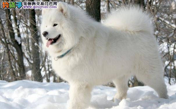 微笑天使萨摩耶怎么养 萨摩耶犬的养护方法
