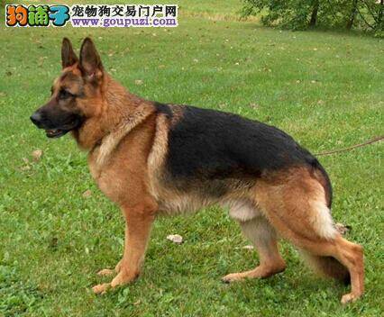 买狗粮的土办法 如何给德国牧羊犬挑选合适的狗粮