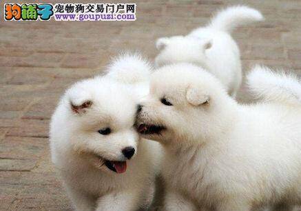 新买的萨摩耶晚上总乱叫，头疼