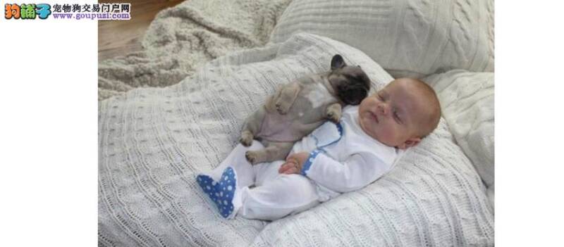 安稳高质量的睡觉对小狗非常重要