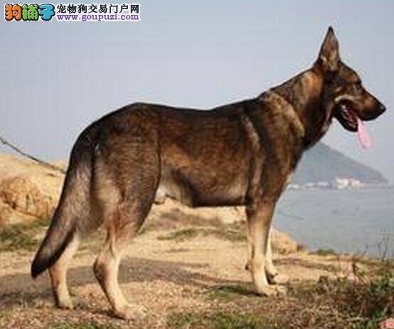 反抗态度小测试 昆明犬无视主人命令的处理方法