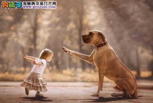 大狗和小孩有爱互动，流露满满爱意