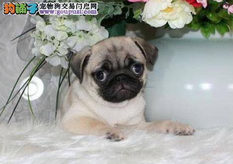 四个月的巴哥犬每顿该喂多少狗粮