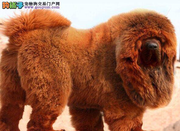 刚抱回来的藏獒便便不成型没事吧