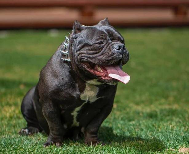 恶霸犬外表高冷也不好看，为什么养恶霸犬的人这么多呢