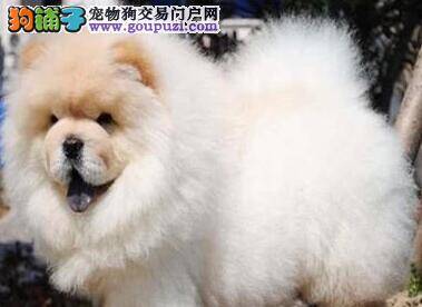 松狮犬最近不吃饭是为什么