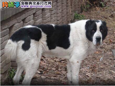 中亚牧羊犬过敏掉毛，原来是饲料惹的祸