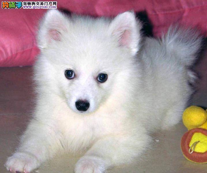 我家银狐犬患上蠕形螨，应如何医治