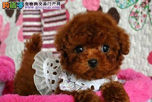 泰迪犬总是舔舐自己的肚皮什么原因