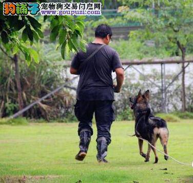 悼念已亡警犬 记录训导员与警犬生活的点滴