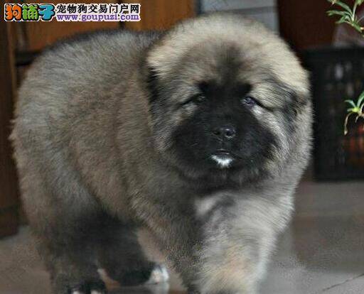 高加索犬不能走路，也没有食欲，急死了